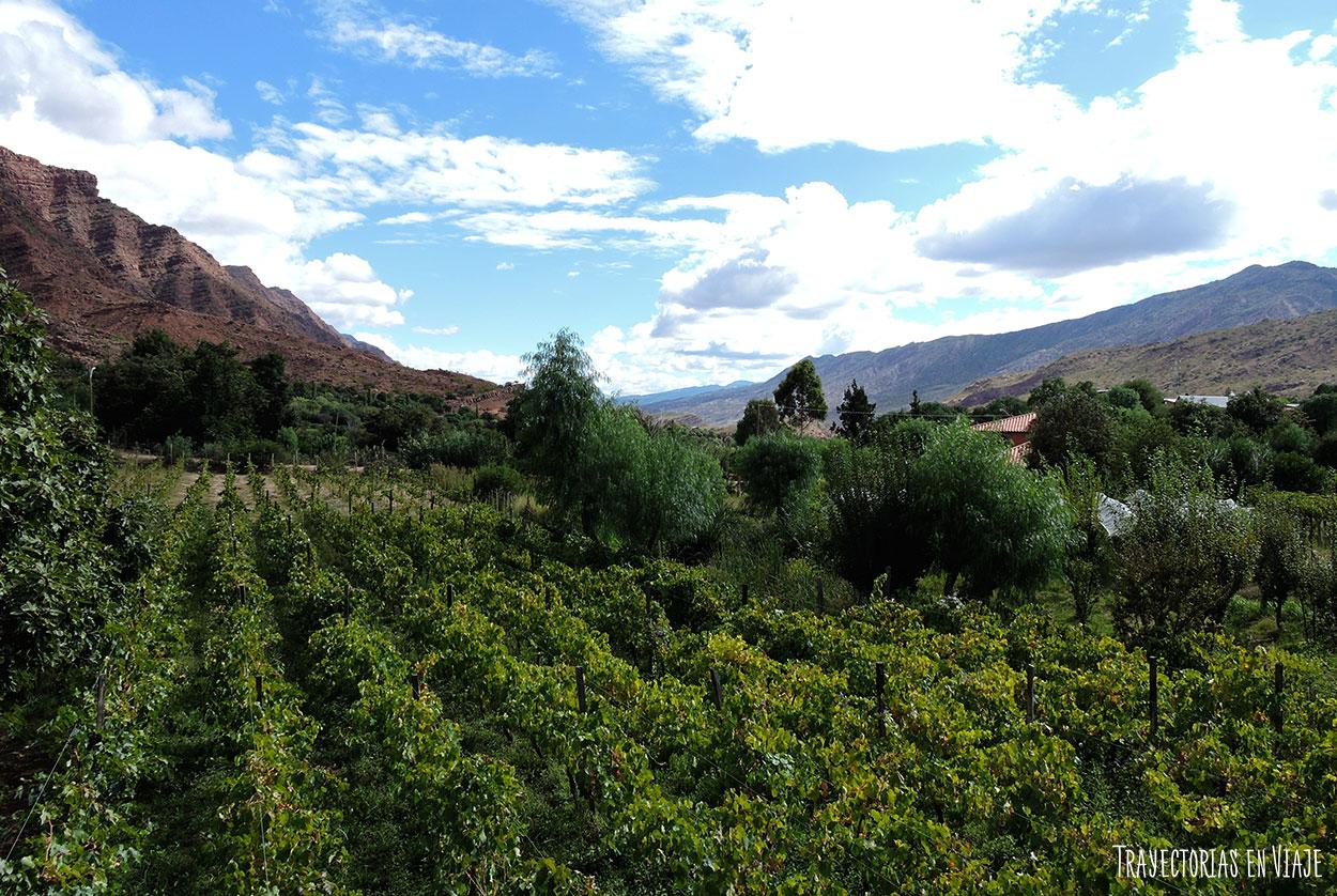 Viñedos cinteños, valle de los cintis