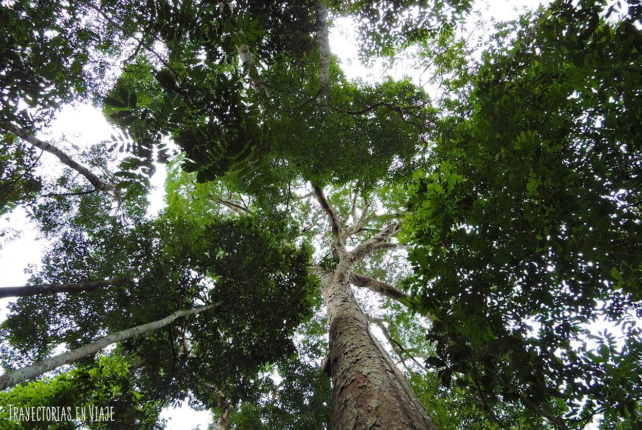 Árbol típico de la Amazonía brasileña.