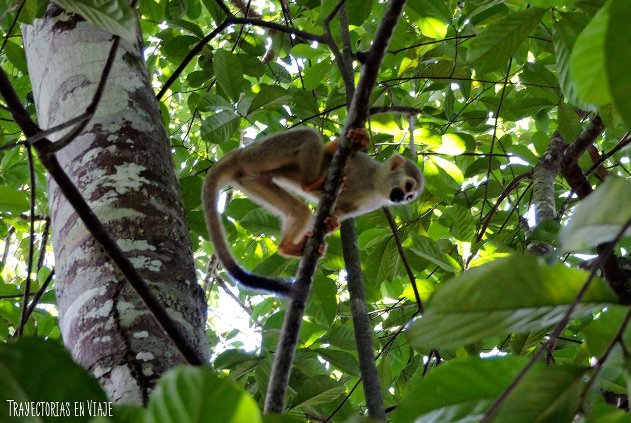 Macaco de la Amazonía brasileña.