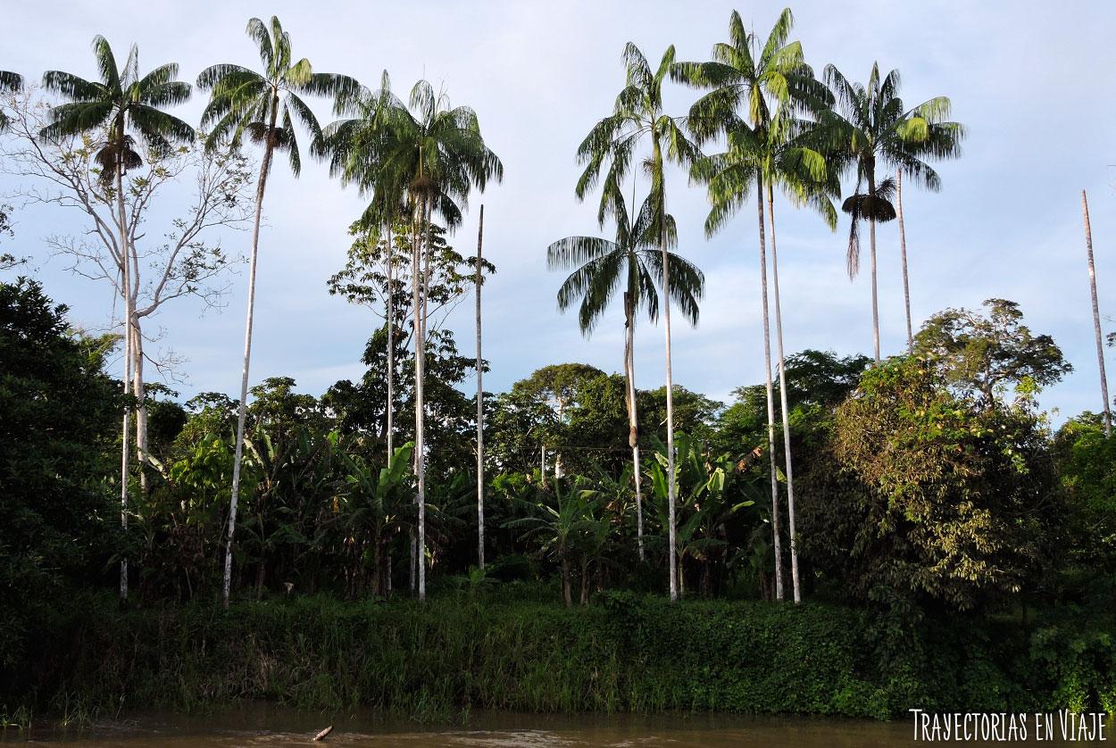 Árbol de acaí, típico del Amazonas de Brasil. 