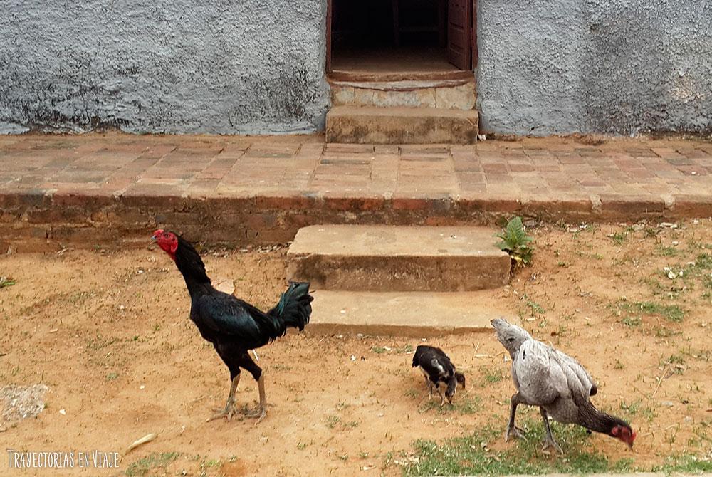 La vida de las gallinas en San José de Chiquitos 
